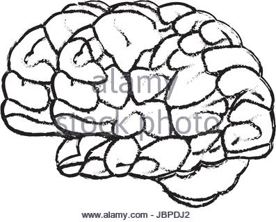 397x320 Brain Doodle Concept About Creative Right Side And Logical Left