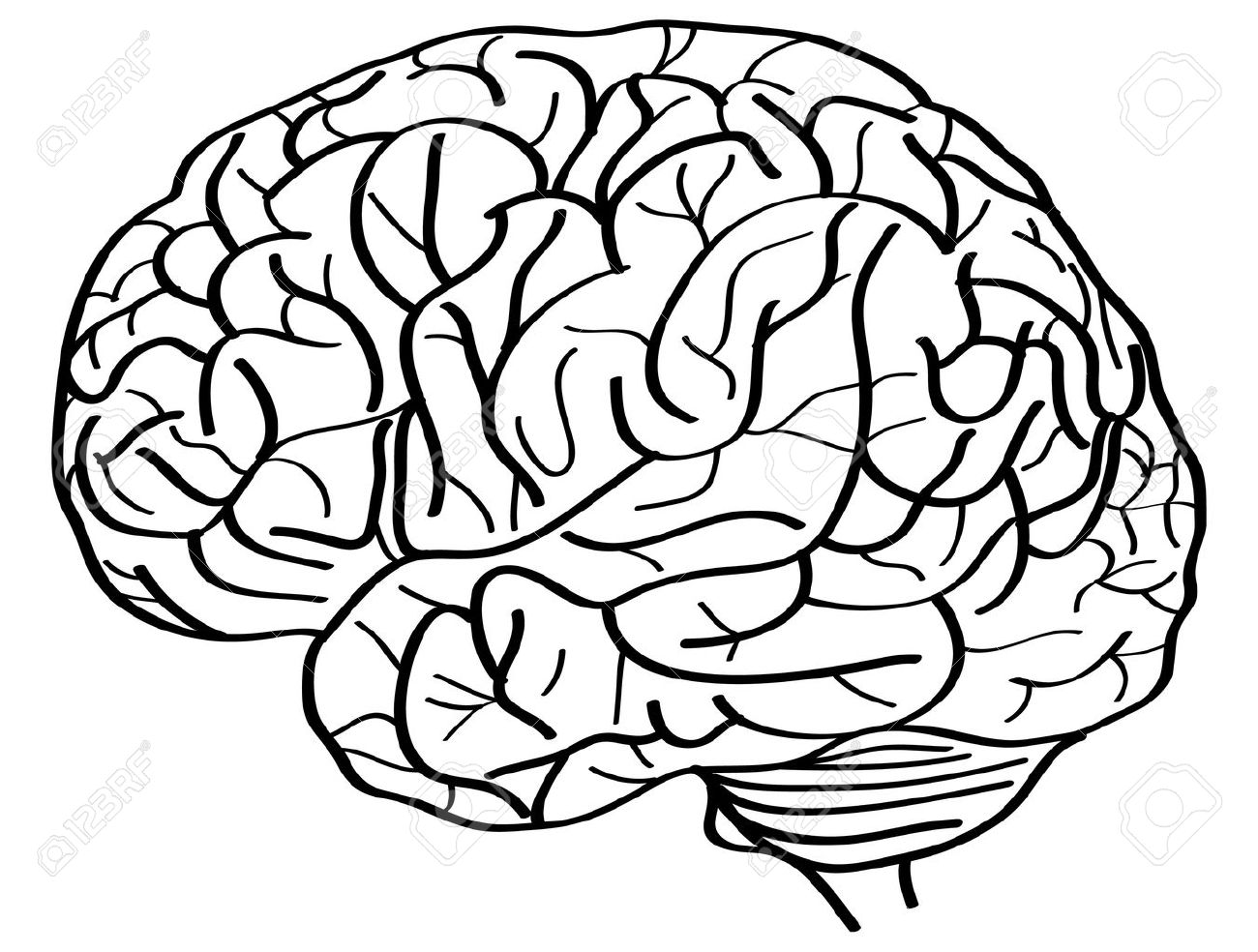 1300x984 Human Brain Vector Outline Sketched Up, Vector Illustration