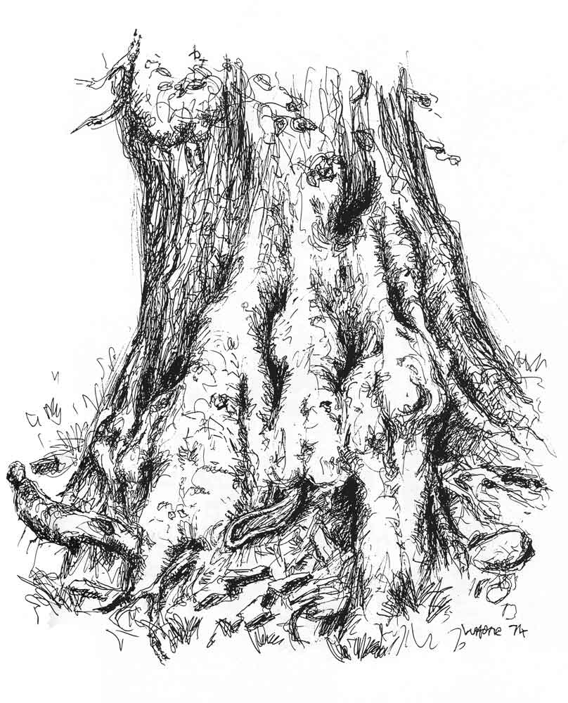 808x1000 Tree Drawings