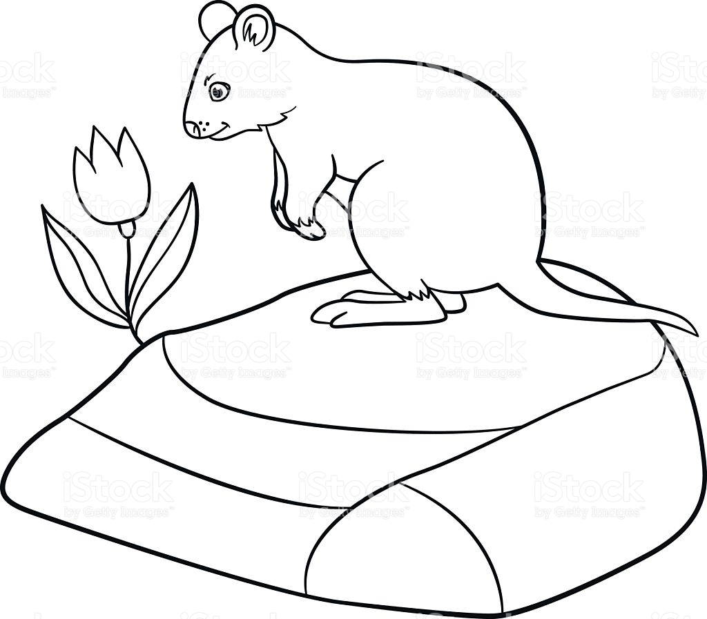 1024x897 Quokka Animal Coloring Pages Quokka Animal Coloring Pages Quokka
