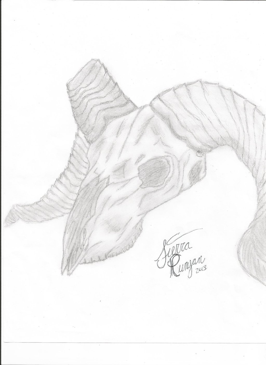 1024x1408 Ram Skull Drawing (Finished) By Horse Creek Ranch