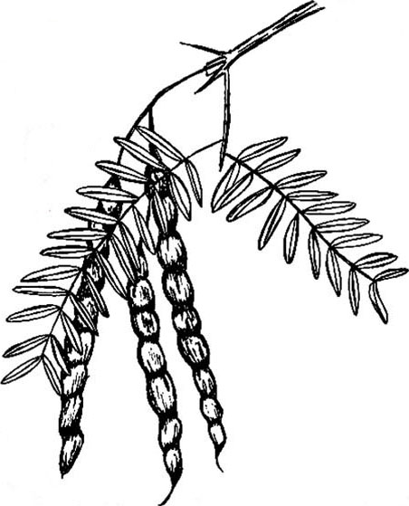 452x559 Skeleton Creek