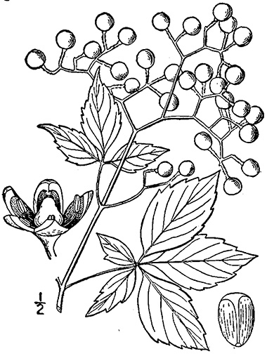 380x507 Virginia Creeper, Parthenocissus Quinquefolia And Grape Woodbine