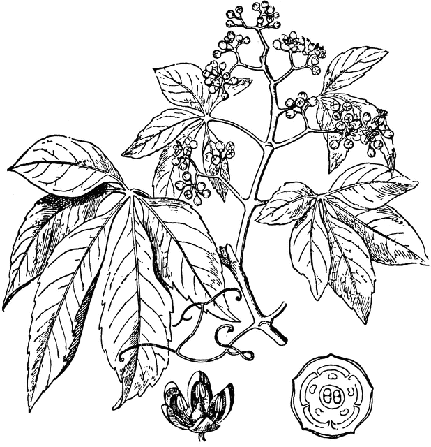 618x640 Virginia Creeper Clipart Etc