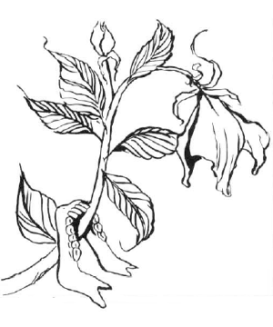 300x360 Yellow Musk Creeper (Monstrous Manual)