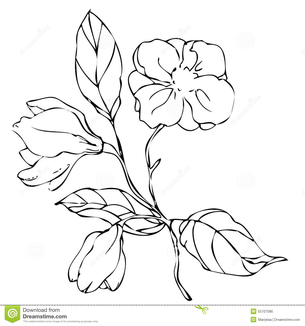 1300x1390 Dibujos De Flores De Enredadera