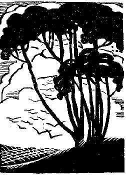 252x350 Tree Drawings And How To Draw Them Realistically