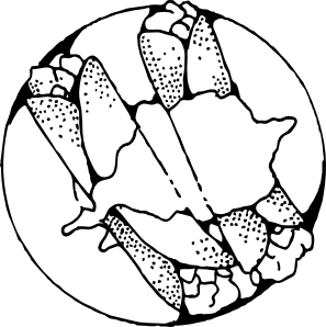 297x298 Crepes Outline Clip Art