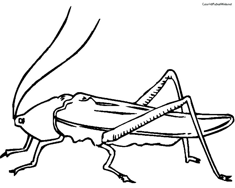 Cricket Insect Drawing at GetDrawings | Free download