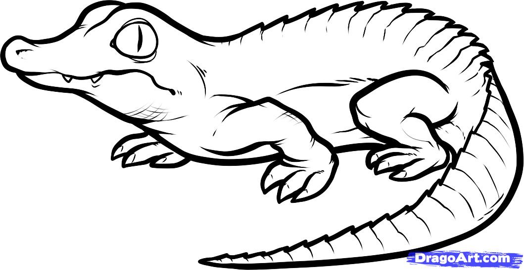 1059x547 How To Draw A Baby Crocodile, Baby Crocodile, Step By Step