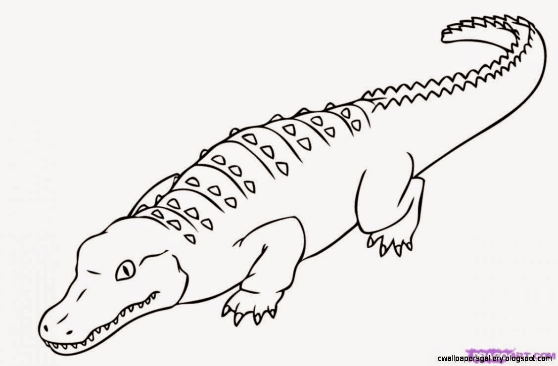 1128x740 Crocodile Drawing Wallpapers Gallery
