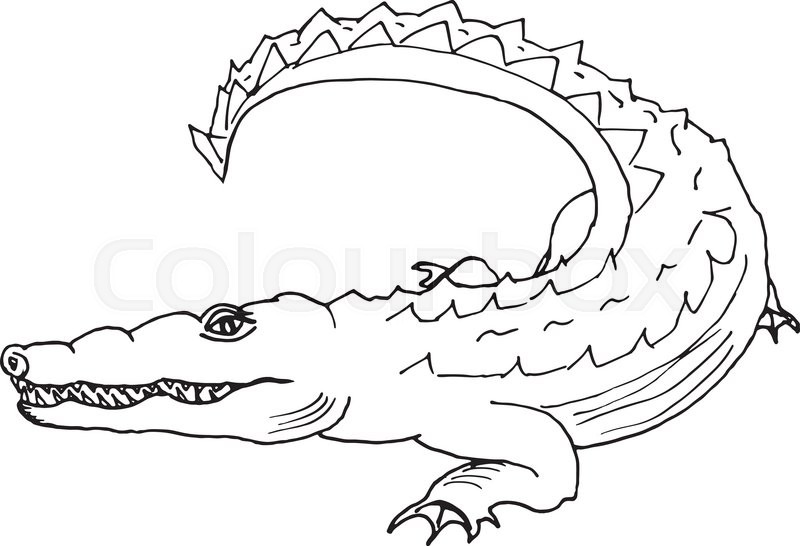 800x546 Hand Draw A Crocodile Style Sketch On A Black And White Background