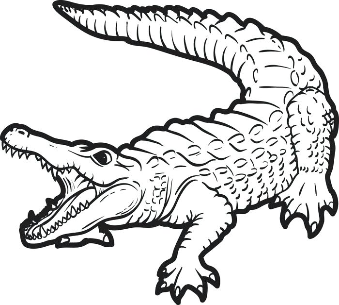 700x628 Realistic Crocodile Coloring Pages Coloring