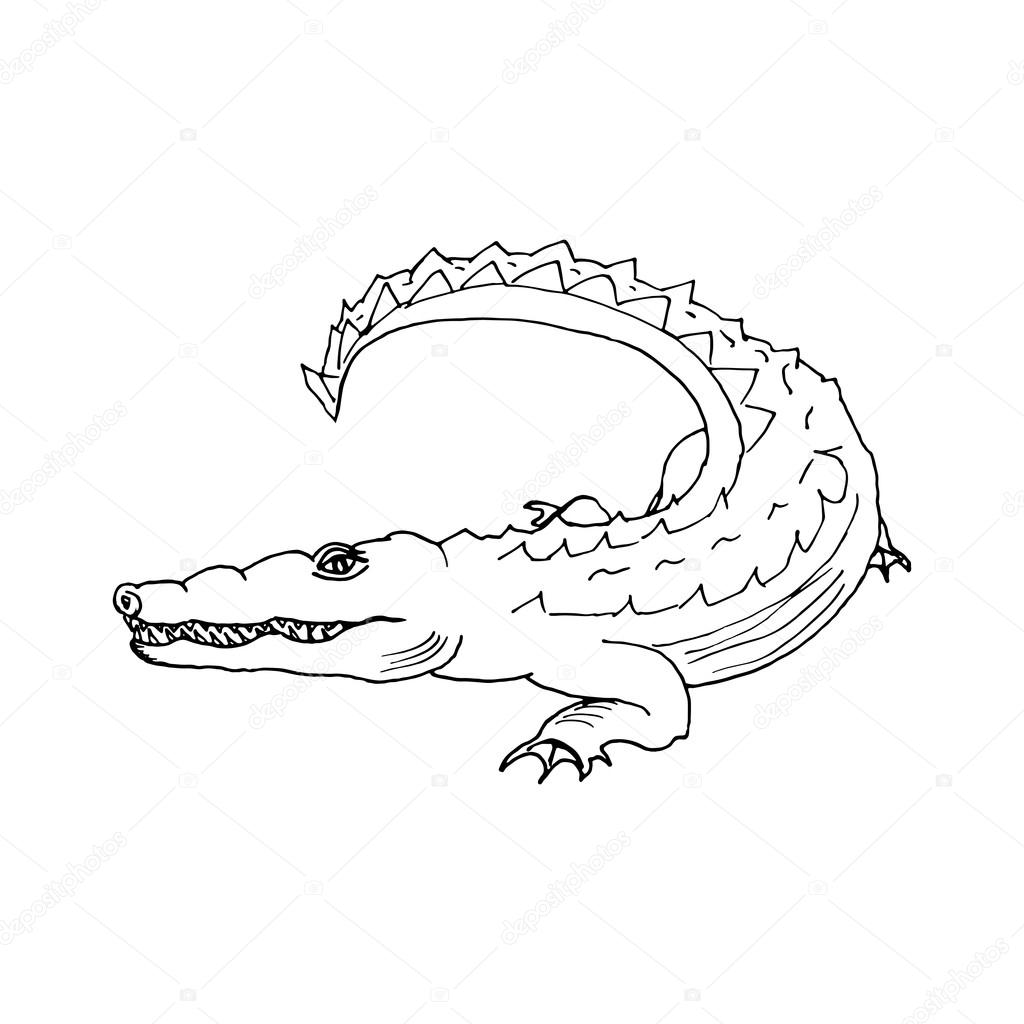 1024x1024 Hand Draw A Crocodile Style Sketch Stock Vector