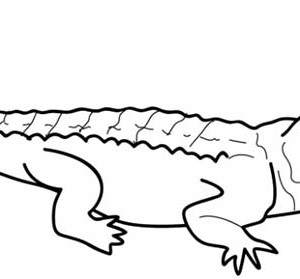 300x279 Baby Born Crocodile Coloring Page Coloring Sun