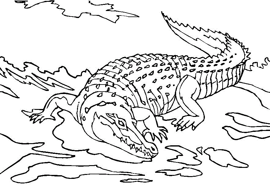 883x629 Baby Crocodile Coloring Pages Coloring Page For Kids