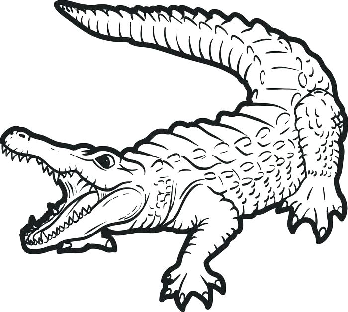 700x628 Beautiful Crocodile Coloring Page Fee Cartoon Pages Free Printable
