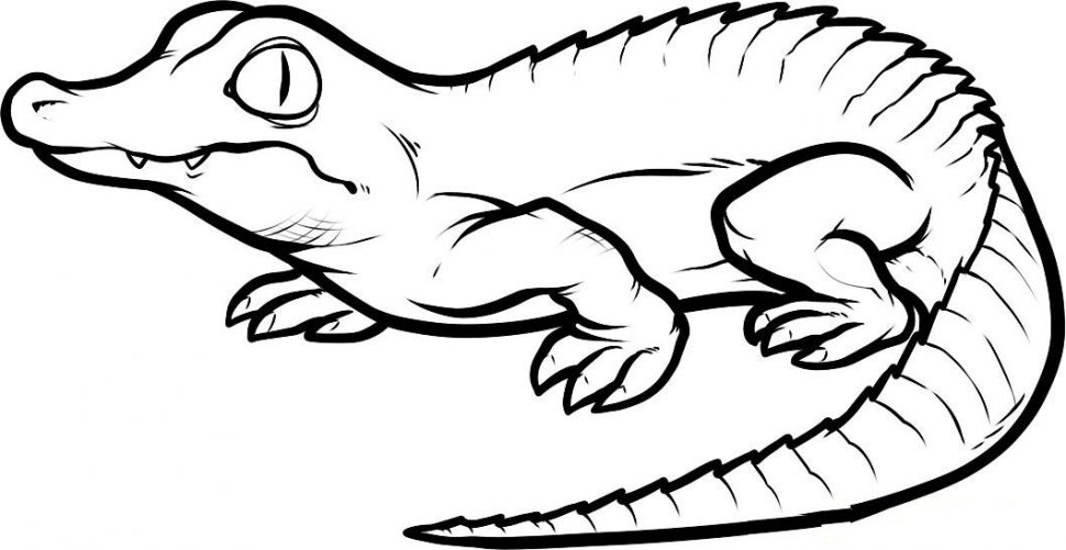 970x501 Coloring Pages Charming Crocodile Coloring Pages Page Free