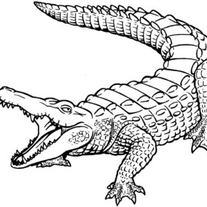 300x300 Crocodile Coloring Page For Kids Coloring Sun