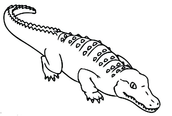 Crocodile Line Drawing at GetDrawings | Free download