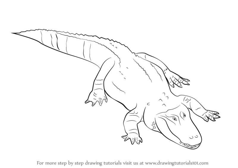 800x566 Learn How To Draw A Alligator (Reptiles) Step By Step Drawing