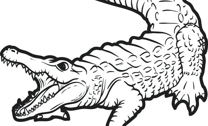 Crocodile Line Drawing at GetDrawings | Free download