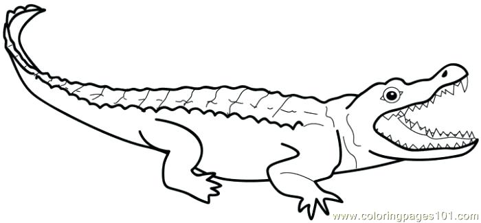 700x325 Unique Alligator Coloring Pages Or Alligators Coloring Page 69