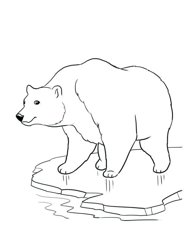618x800 Angry Crocodile And Bear Polar Tattoo Design Outline Clipart