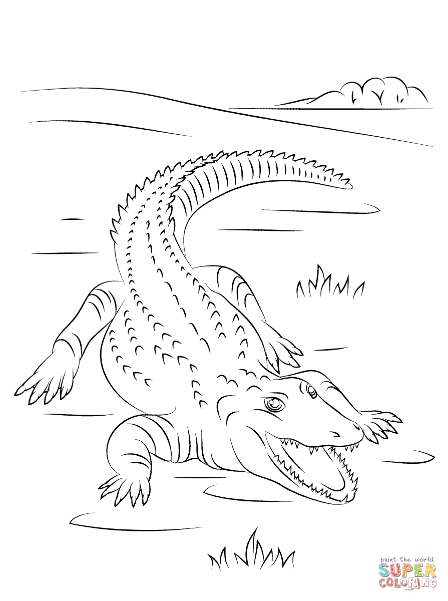 895x1200 Cute Nile Crocodile Coloring Page Free Printable Coloring Pages