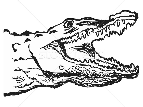 600x450 Alligator Skin Stock Vectors, Illustrations And Cliparts Stockfresh