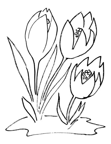 371x480 Crocus Flower Coloring Page Free Printable Coloring Pages