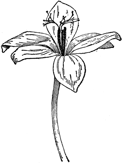 481x640 Crocus Speciosus Aitchisonii Clipart Etc