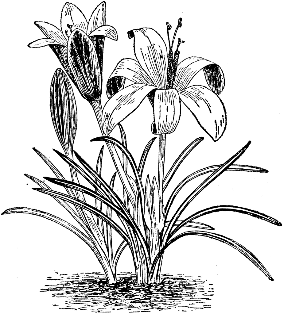 925x1024 Crocus Susianus Clipart Etc