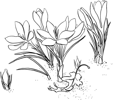 480x422 Crocus Coloring Page Free Printable Coloring Pages