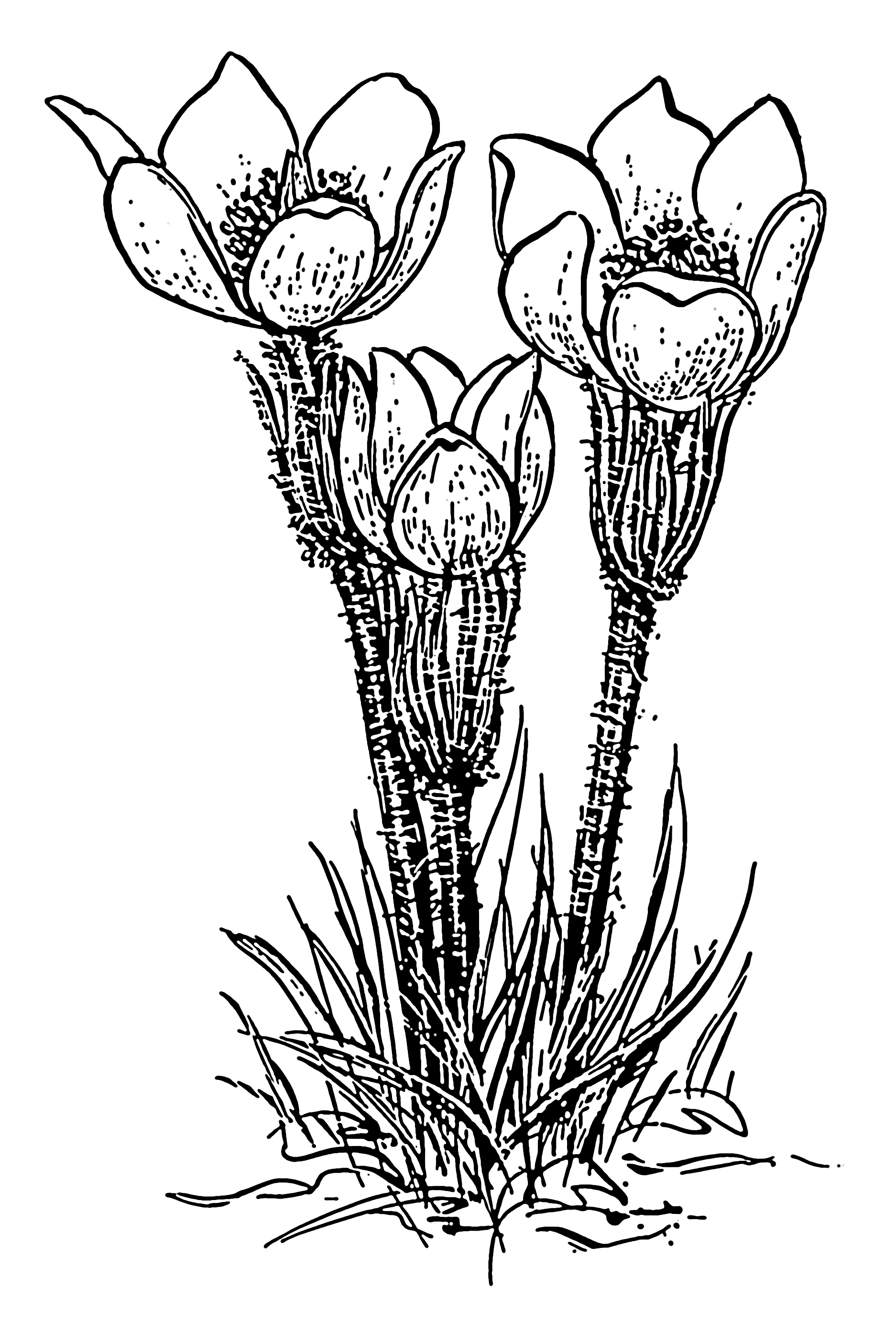 1874x2764 Filecrocus 1 (Psf).png