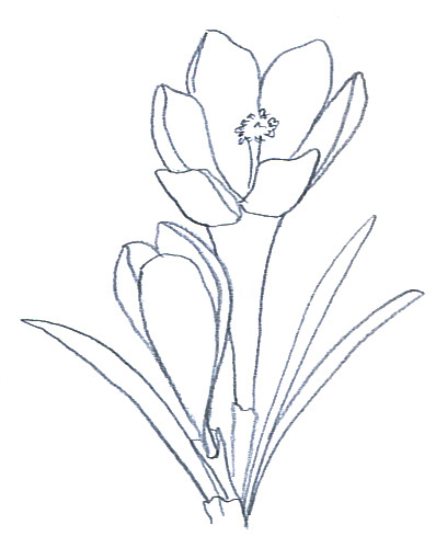 408x510 Flower Sketches