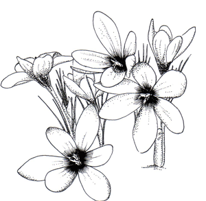 300x293 Photographic Wildlife Holidaystours To Mauritania With Greentours