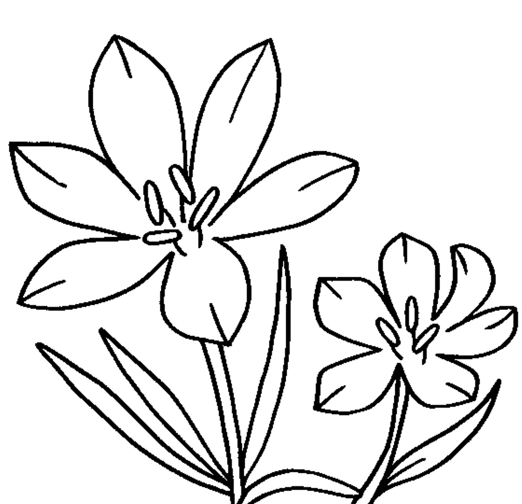 1058x1020 Prairie Crocus Flower Coloring Page
