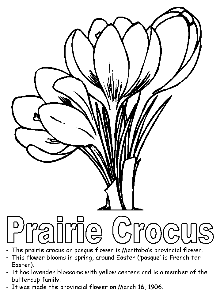 718x957 Prairie Crocus Coloring Page