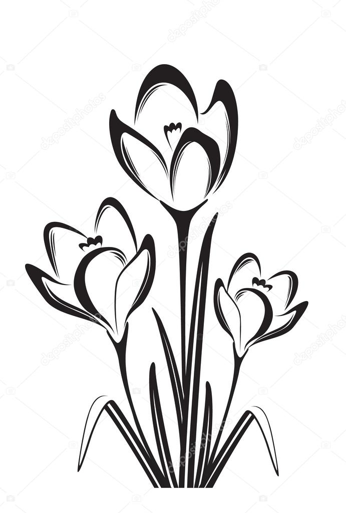 691x1024 Black And White Drawing Of Crocus Stock Vector Matik22