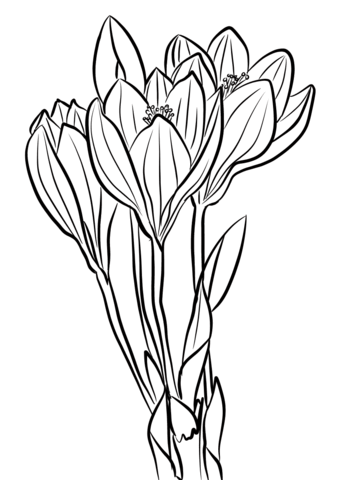 343x480 Showy Autumn Crocus Coloring Page Journal Stuff
