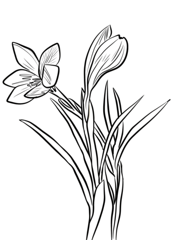 343x480 Spring Crocus Coloring Page Free Printable Coloring Pages