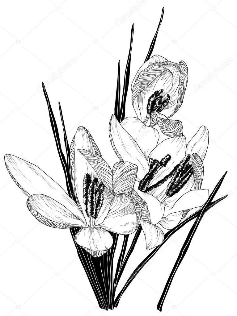 767x1024 Sketch Of Blooming Crocus Flowers Stock Vector Portumen