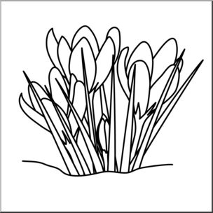 304x304 Clip Art Flower Crocuses Bampw I Abcteach