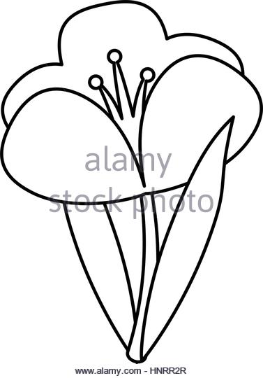 377x540 Crocus Black And White Stock Photos Amp Images