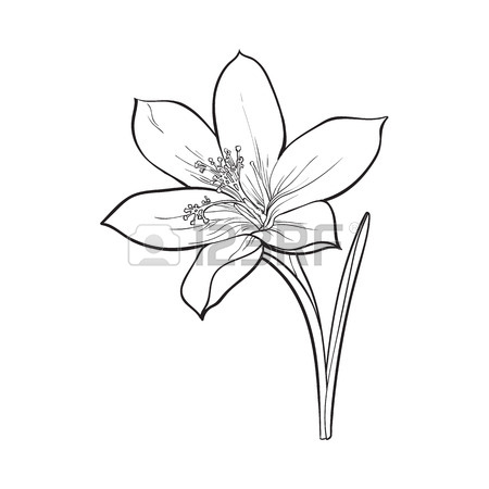 450x450 Delicate Single Crocus Spring Flower With Stem And Leaf, Sketch