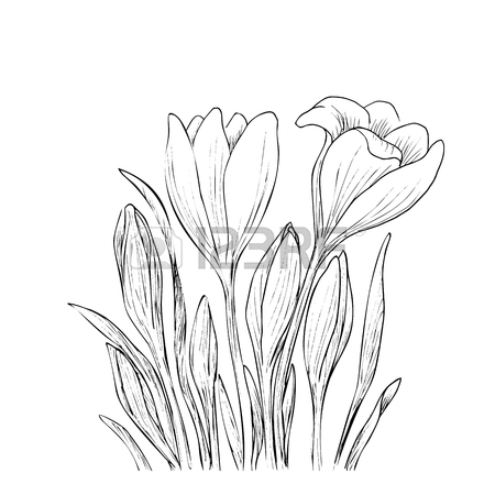 450x450 Hand Drawn Vector With Cosmos Flowers. Floral Natural Design