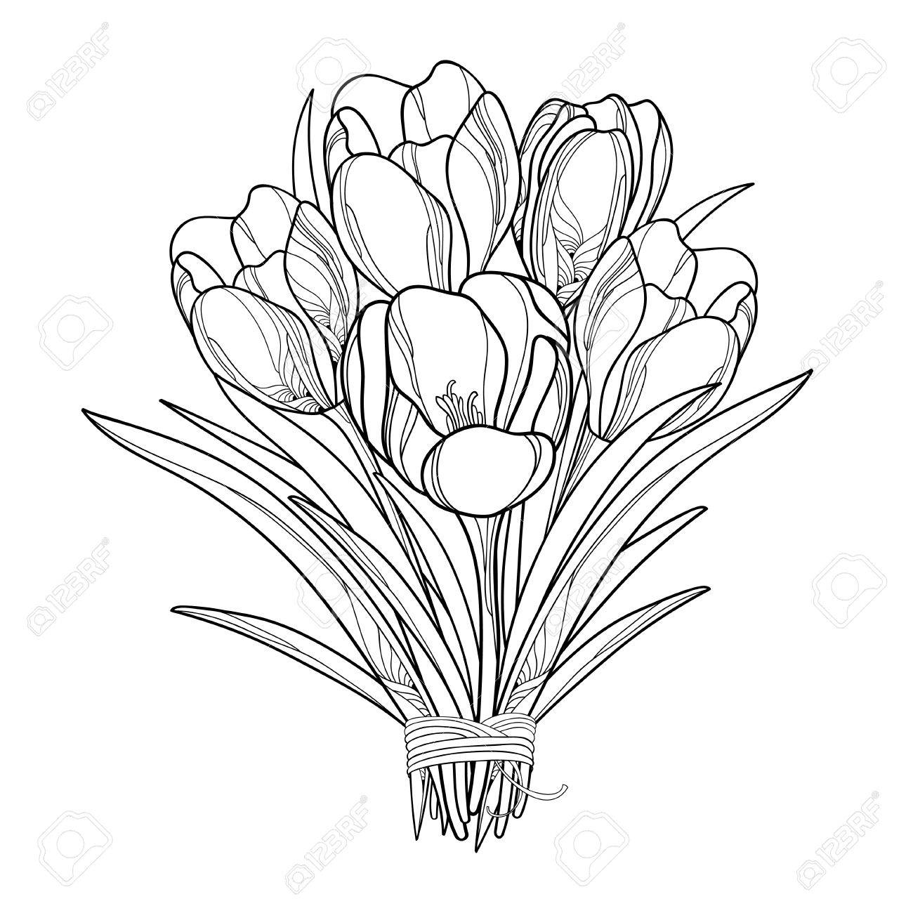 Crocus Flower Drawing at GetDrawings | Free download