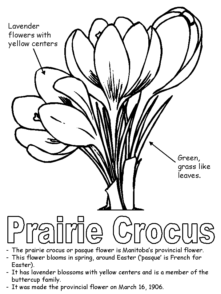 718x957 Prairie Crocus With Labels