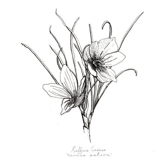 Crocus Flower Drawing at GetDrawings | Free download